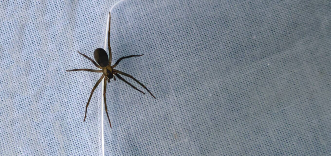 Avoid the Brown Recluse Spider – Mother Earth News - Vimarsana News